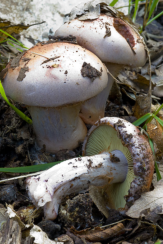 a quali specie appartengono questi funghi?